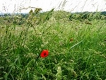 wiese1