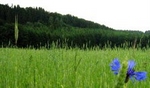 wiese2