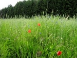 wiese3